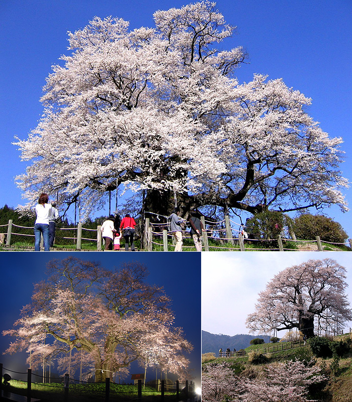 醍醐桜